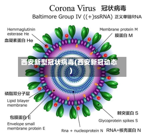 西安新型冠状病毒(西安新冠动态)-第2张图片