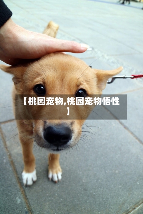 【桃园宠物,桃园宠物悟性】