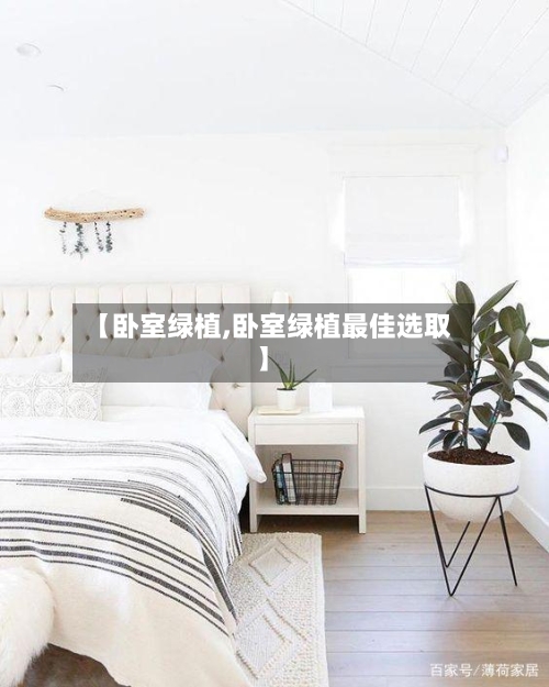 【卧室绿植,卧室绿植最佳选取】-第1张图片