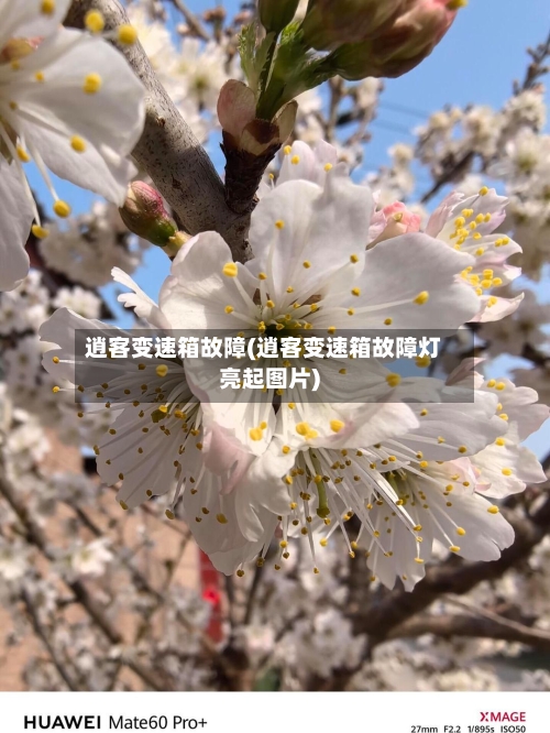 逍客变速箱故障(逍客变速箱故障灯亮起图片)-第1张图片