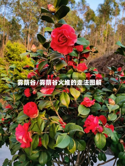 雾荫谷/雾荫谷火堆的走法图解-第2张图片