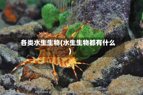 各类水生生物(水生生物都有什么)-第1张图片