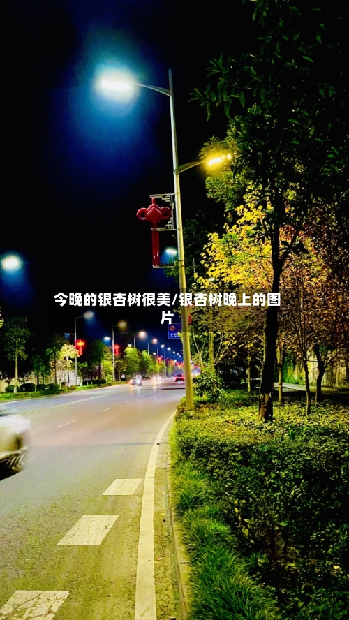 今晚的银杏树很美/银杏树晚上的图片-第1张图片