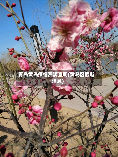 青岛黄岛疫情溯源查明(黄岛区最新消息)-第1张图片